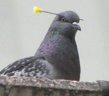 pigeon-picture.jpg