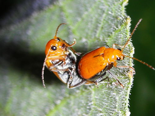 bugs-making-love.jpg