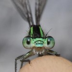 bugs_close_up