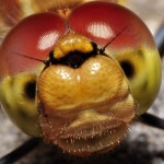 bugs_close_up10