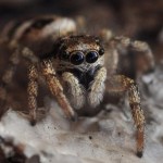 bugs_close_up11