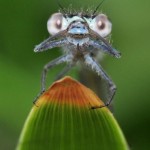 bugs_close_up2
