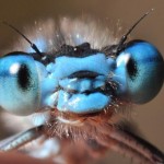bugs_close_up3
