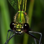 bugs_close_up4