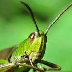 bugs_close_up5