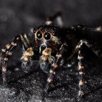 bugs_close_up6