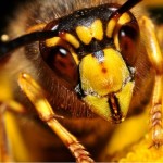 bugs_close_up7