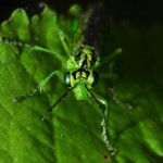 bugs_close_up8