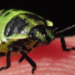 bugs_close_up9